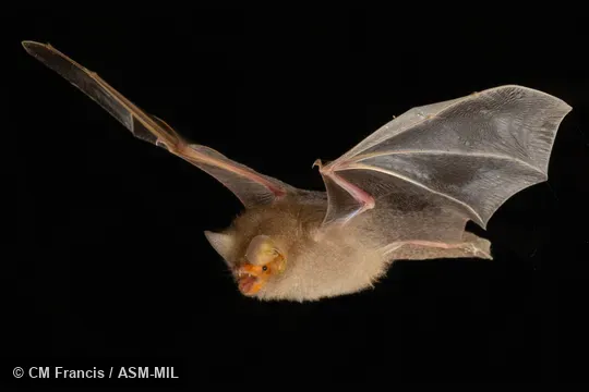 Photographed in a portable flight studio at capture location. 