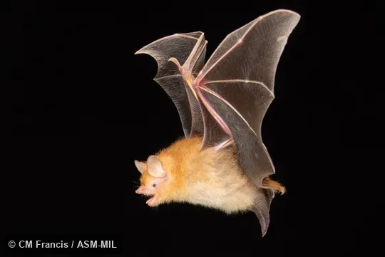 Photographed in a portable flight studio at capture location. Murina guilleni guilleni.