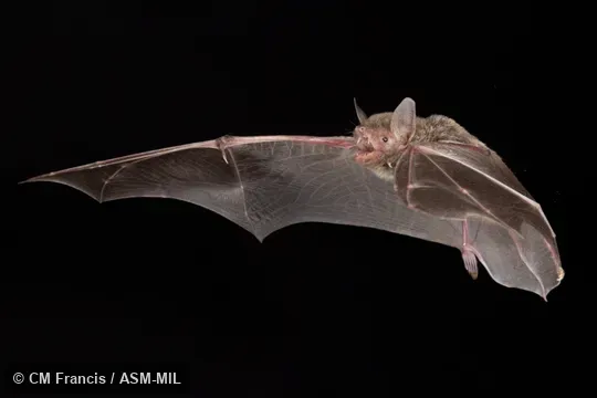 Photographed in a portable flight studio at capture location. Myotis hasseltii continentis.