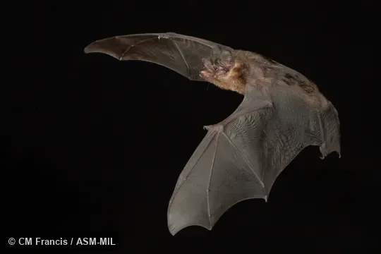 Photographed in a portable flight studio at capture location. Also as Greater Bamboo Bat|Greater Flat-headed Bat.