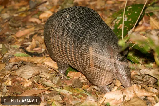 Also as Common Long-nosed Armadillo|Nine-banded Armadillo.