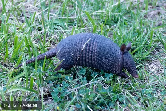  Also as Seven-banded Armadillo, Yellow Armadillo, Southern Long-nosed Armadillo, Brazilian Lesser Long-nosed Armadillo.