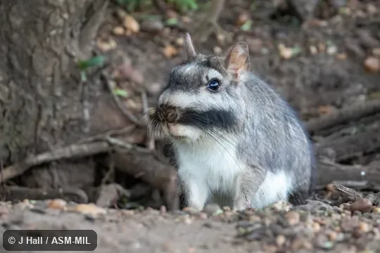 Also as Argentine Plains Viscacha, Plains Viscacha.