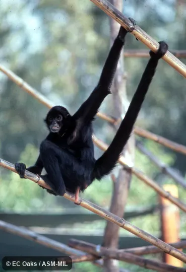 Oblique view, showing use of prehensile tail