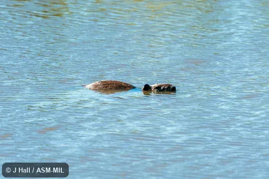  Also as Nutria.  Formerly in Myocastoridae.