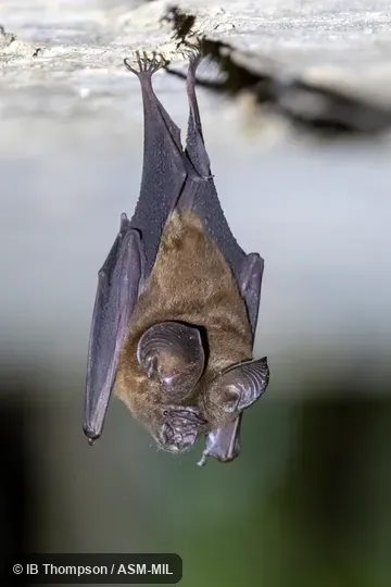 Also as Orbiculus Leaf-nosed Bat.