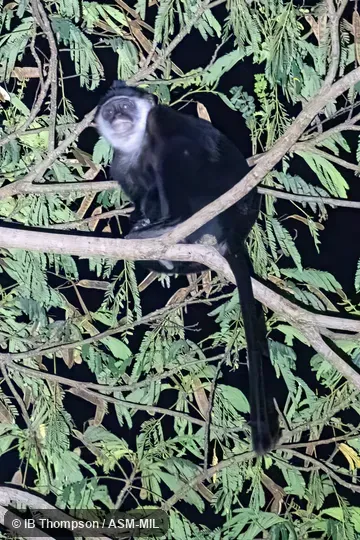 Formerly Presbytis potenziani siberu, Mentawai Langur.  Also as Siberut Leaf Monkey|Sombre-bellied Mentawai Island Langur|Sombre-bellied Mentawai Langur.