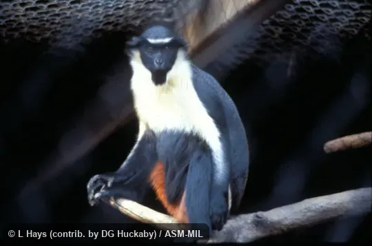 Oblique view, seated.  Also as Diana Guenon.