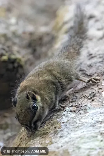 Nannosciurus melanotis melanotis.