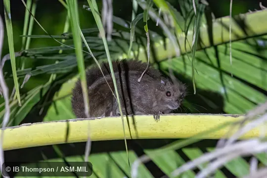 Also as Sipora Flying Squirrel.