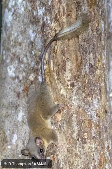 Also as Feather-tailed Treeshrew, Low's Treeshrew.