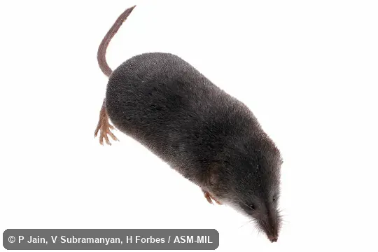 Sorex monticolus monticolus.  Formerly Sorex monticola.  Also as Dusky Shrew|Montane Shrew|Mountain Shrew.  Formerly Soricomorpha.