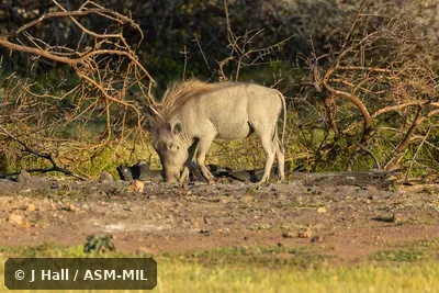 Phacochoerus aethiopicus delamerei.