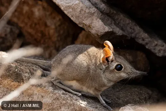 Formerly Elephantulus revoilii, Somali Elephant Shrew.
