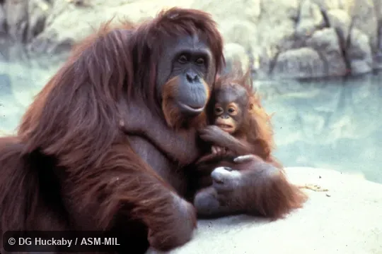 Front view of mother and young.
