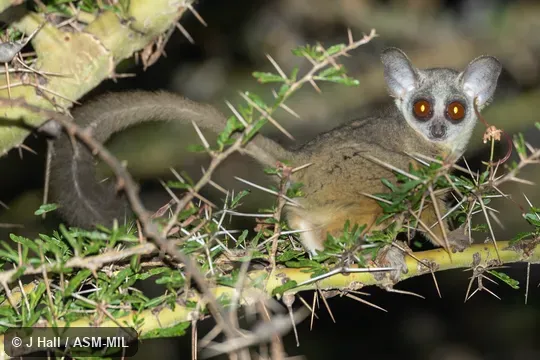 Galago senegalensis dunni.  Also as Senegal Bushbaby, Senegal Galago, Ethiopia Lesser Galago, Kenya Lesser Galago, Senegal Lesser Galago, Uganda Lesser Galago.