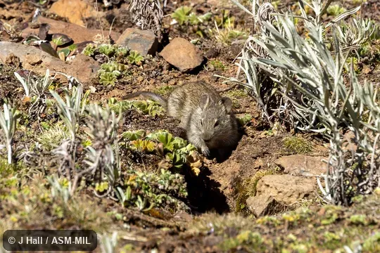 Also as Blick's Arvicanthis.