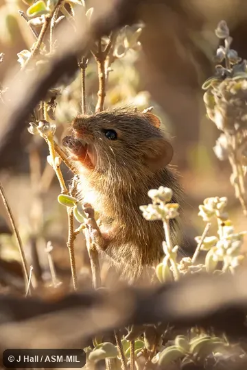 Formerly part of Arvicanthis neumanni, Neumann's Grass Rat.