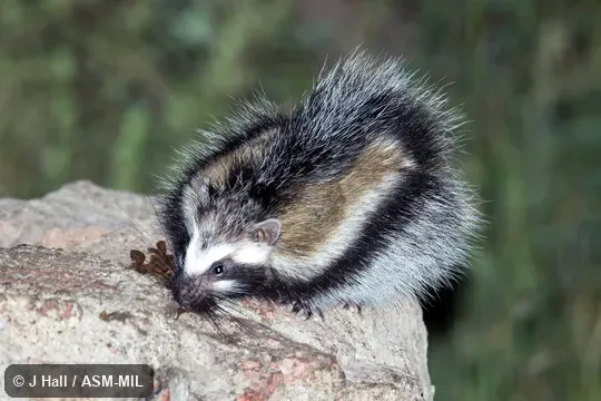 Formerly Lophiomys imhausi.  Formerly in Cricetidae.  Also as Crested Rat.