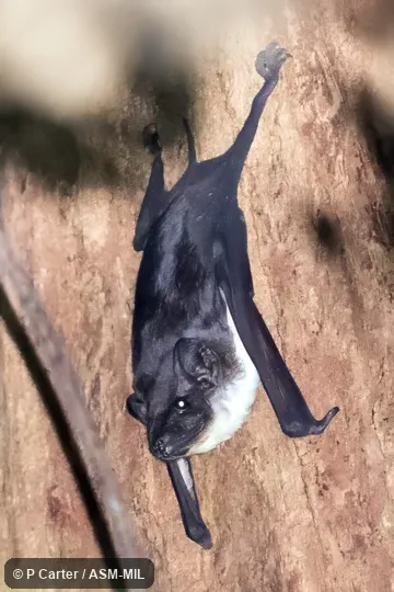 Also as Naked-rumped Free-tail Bat|Naked-rumped Pouched Bat|Naked-rumped Sheath-tailed Bat|Naked-tailed Saccolaimus|Pouch-bearing Tomb Bat|Pouched Tomb Bat.