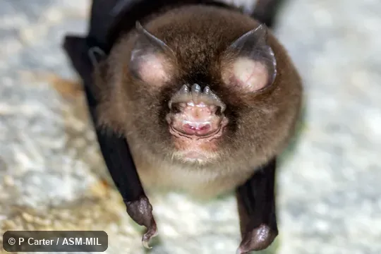 Also as Stoliczka's Asian Trident Bat.