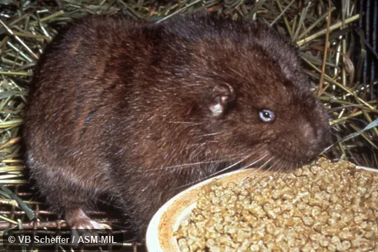 Oblique view of animal at food dish.  Also as Boomer, Sewellel.