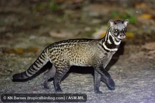Viverra tangalunga tangalunga.  Also as Malayan Civet, Oriental Civet.