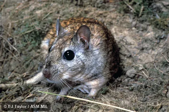 Front view, close-up.  Formerly as Meriones shawi.