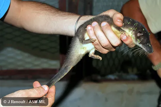 Formerly as Potamogalinae in Tenrecidae.