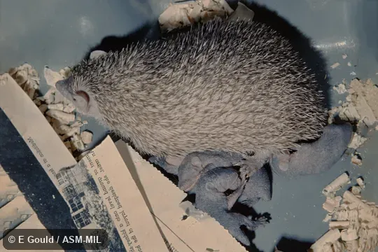 Also as Lesser Madagascar Tenrec. Wild caught at Madagascar, Menabe region, near Morondava
