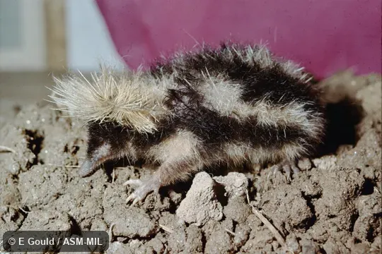 Wild caught near Madagascar, Haute Matsiatra or Vatovavy-Fitovinany region (formerly Fianarantsoa province), Fianarantsoa