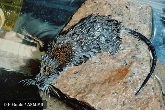 Wild caught in fast flowing stream at Madagascar, Haute Matsiatra or Vatovavy region (formerly part of Fianarantsoa province), Ranomafana National Park.  Formerly Limnogale mergulus.  Also as Aquatic Tenrec, Otter Shrew.