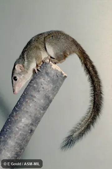 Also as Pygmy Treeshrew