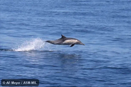 Formerly part of Delphinus capensis, Long-beaked Common Dolphin or as Delphinus delphis bairdii, Common Dolphin.