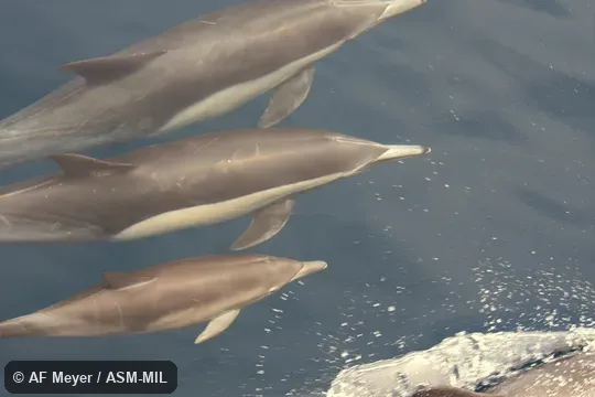 Formerly part of Delphinus capensis, Long-beaked Common Dolphin or as Delphinus delphis bairdii, Common Dolphin.