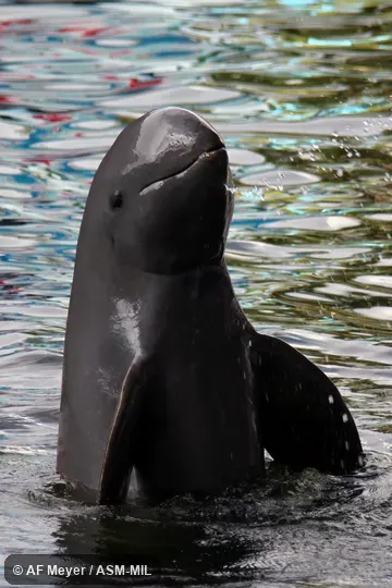Also as  Larger Indian Porpoise · Snubfin Dolphin.