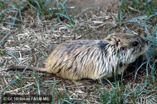 Side view.  Also as Tawny Tuco-tuco.