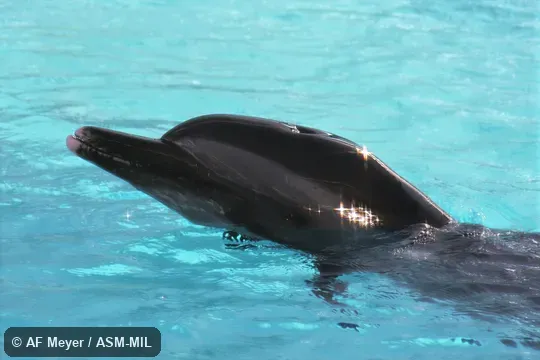 Also as  Bridled Dolphin · Narrow-snouted Dolphin · Slender-beaked Dolphin · Spotted Porpoise · White-spotted Dolphin · Offshore Pantropical Spotted Dolphin · Coastal Pantropical Spotted Dolphin · Graffman's Dolphin.