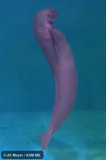 Formerly Neophocaena asiaeorientalis sunameri or Neophocaena phocaenoides sunameri,  Black Finless Porpoise · Finless Black Porpoise · Finless-backed Black Porpoise · Indian Dolphin · Indian Finless Porpoise · Little Indian Porpoise · Wide-ridged Finless Porpoise .  Also as  West Pacific Finless Porpoise.