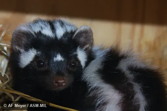 Also as  Striped Polecat.