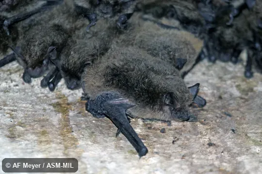 Formerly in Vespertilionidae/Myotinae.  Also as  Le Sueur's Hairy Bat.