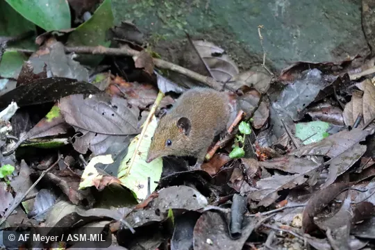 Formerly Erinaceomorpha.  Formerly Hylomys suillus suillus, Lesser Moonrat · Short-tailed Moonrat · Short-tailed Gymnure.