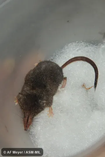 Formerly Soricomorpha.  Sorex dispar kirklandi.  Also as  Long-tailed Shrew.