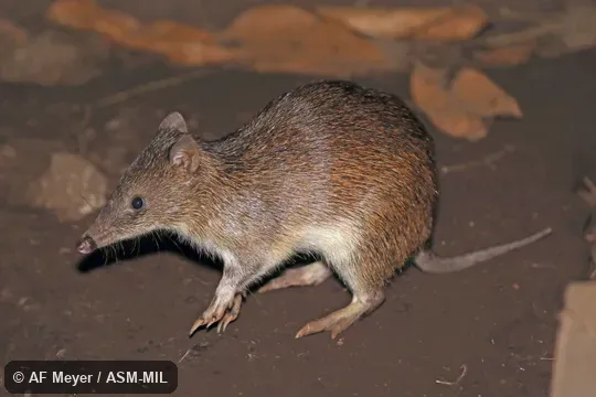 Formerly Peroryctes raffrayana.  Also as  Long-legged Bandicoot.
