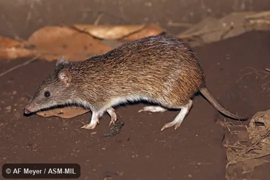 Formerly Peroryctes raffrayana.  Also as  Long-legged Bandicoot.