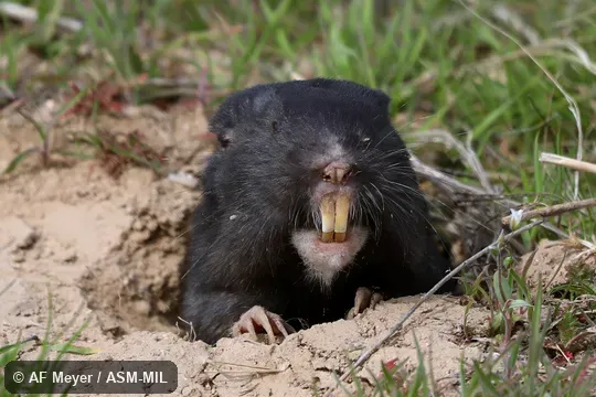 Megascapheus townsendii townsendii.  Formerly Thomomys townsendii townsendii.