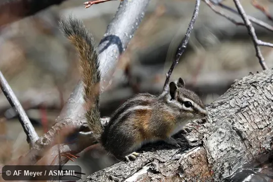 Formerly Tamias or Neotamias amoenus cratericus, Yellow-pine Chipmunk.