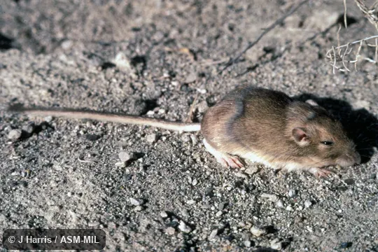 Side view.  Perognathus mollipilosus olivaceus.  Formerly Perognathus parvus olivaceus.