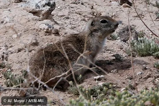 Formerly Urocitellus mollis idahoensis or Spermophilus mollis idahoensis, Piute Ground Squirrel.