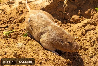 Geomys jugossicularis jugossicularis.  Formerly Geomys bursarius jugossicularis, Plains Pocket Gopher.  Also as  Colorado Pocket Gopher.